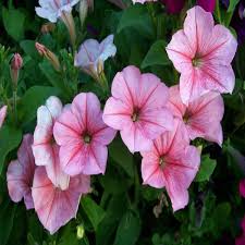 Blush Pink Petunia Flower Seeds for Planting – Heirloom, Non-GMO, Shade-Tolerant Garden Seeds
