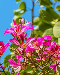 Bauhinia Flower Seeds for Planting – Cut Flower Favorite, Heirloom, Non-GMO, High Germination Seeds