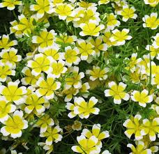 Heirloom Limnanthes Douglasii Flower Seeds – Non-GMO, High Germination Organic Garden Seeds
