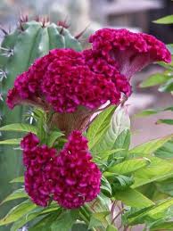 Cristata Flower Seeds for Planting – Heirloom, Non-GMO, Garden Favorite Organic Garden Seeds