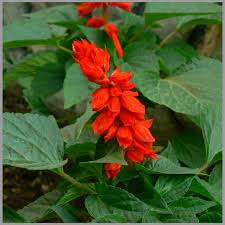 Deep Red Scarlet Sage Flower Seeds for Planting – Compact Growth, Heirloom, Non-GMO, High Germination