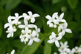 Sweet Woodruff Flower Seeds for Planting – Low Maintenance, Heirloom, Non-GMO, Organic Garden Seeds