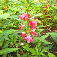 Boliviensis Flower Seeds for Planting – Cut Flower Favorite Heirloom Non-GMO Organic Garden Seeds