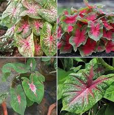 Caladium Flower Seeds for Planting – Heirloom, Non-GMO, High Germination Organic Garden Seeds