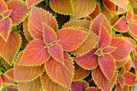Coleus Orange &amp; Green Flower Seeds for Planting – Compact Heirloom, Non-GMO, High Germination Garden Seeds