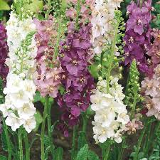 Mixed Verbascum Flower Seeds for Planting – Heirloom Non-GMO Organic Garden Seeds, High Germination