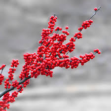 Fruit Seeds,Garden seeds, Seeds For Planting,Plant Seeds