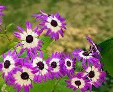 White Purple Cineraria Flower Seeds for Planting | Heirloom Non-GMO High Germination