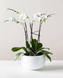 White Phalaenopsis Orchid Seeds for Planting - Vibrant Colors, Heirloom, Non-GMO, High Germination Organic Garden Seeds