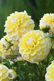 Lemon Pie Dahlia Flower Seeds for Planting - Heirloom, Non-GMO, High Germination Organic Garden Seeds