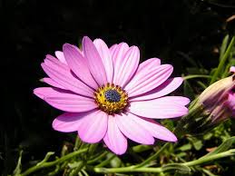 Spring Madia Flower Seeds for Planting - Heirloom, Non-GMO, High Germination Organic Garden Seeds