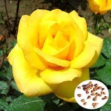 Pale Yellow Rose Flower Seeds for Planting – Heirloom, Non-GMO, High Germination Organic Garden Seeds