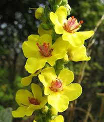 Yellow Mullein Flower Seeds for Planting – Heirloom Non-GMO Organic Garden Seeds, High Germination