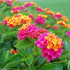 Lantana Camara Flower Seeds for Planting – Hardy Variety, Heirloom, Non-GMO, High Germination Garden Seeds
