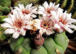 Gymnocalycium Flower Seeds for Planting - Wildflower Mix, Heirloom, Non-GMO, High Germination Organic Garden Seeds