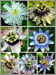 Heirloom Passion Flower Seeds – Non-GMO, High Germination Organic Garden Seeds