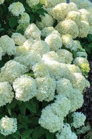 White Green Hydrangea Flower Seeds for Planting | Heirloom Non-GMO High Germination