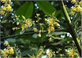Hevea Brasiliensis Flower Seeds for Planting – Fragrant Blossoms, Heirloom, Non-GMO, High Germination