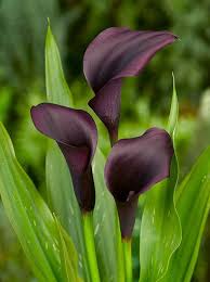 Deep Purple Calla Flower Seeds for Planting – Heirloom, Non-GMO, High Germination Organic Garden Seeds