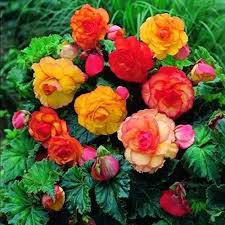 Tuberous Begonias Flower  Seeds for Planting – Heirloom, Non-GMO, High Germination Garden Seeds