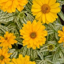 Yellow Heliopsis Flower Seeds for Planting - Heirloom, Non-GMO, High Germination Organic Cut Flower Seeds