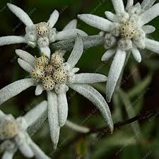 Heirloom Edelweiss Flower Seeds – Non-GMO, High Germination Organic Garden Seeds