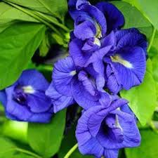 Blue Impatiens Flower Seeds for Planting – Heirloom, Non-GMO, Sun Loving Organic Garden Seeds