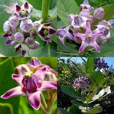 Gigantea Flower Seeds for Planting – Heirloom, Non-GMO, High Germination Organic Garden Seeds