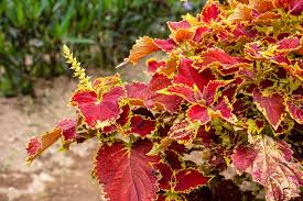 Light Yellow &amp; Pink Coleus Flower Seeds for Planting – Heirloom, Non-GMO, High Germination Garden Seeds