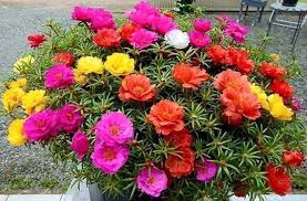 Portulaca Flower Seeds for Planting – Bright Blooms, Heirloom, Non-GMO, High Germination Garden Seeds