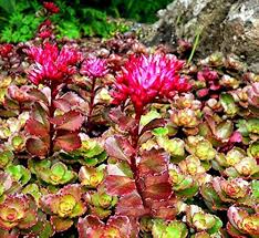 Spurium Flower Seeds for Planting – Easy to Grow, Heirloom & Non-GMO Seeds