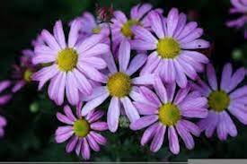 Blue Iberidifolia Flower Seeds for Planting – Heirloom, Non-GMO, Sun Loving, High Germination