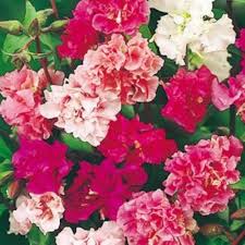 Pink Clarkia Flower Seeds for Planting - Heirloom, Non-GMO, High Germination Organic Garden Seeds