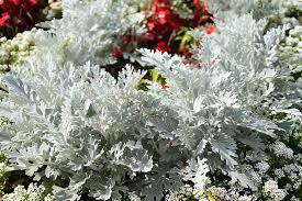 Gray Cineraria Dusty Flower Seeds for Planting – Heirloom Non-GMO, High Germination, Drought Tolerant