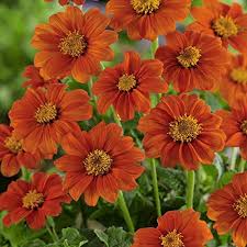 Heirloom Mexican Flower Seeds for Planting – Non-GMO, High Germination Cut-Flower Favorite