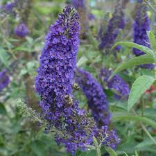 Empire Blue Buddleja Alternifolia Flower Seeds for Planting – Heirloom, Non-GMO, High Germination Organic Garden Seeds