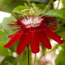 Red Passiflora Incarnata Flower Seeds for Planting – Heirloom, Non-GMO, Premium Quality, High Germination