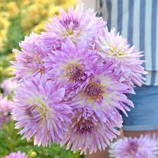 Karma Amanda Violet White Bicolor Dahlia Seeds for Planting – Heirloom, Non-GMO, High Germination Garden Seeds