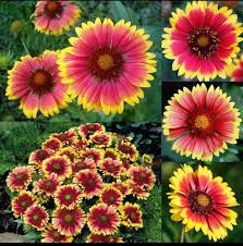 Gaillardia Flower Seeds for Planting – Vibrant Colors, Heirloom, Non-GMO &amp; High Germination Seeds