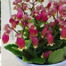 Kalanchoe Wendy Flower Seeds for Planting – Cottage Garden Essential Heirloom Non-GMO High Germination Organic Garden Seeds