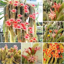 Hildewintera Flower Seeds for Planting – Fragrant Blossoms, Heirloom, Non-GMO, High Germination Garden Seeds