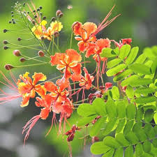 Cockburniana Flower Seeds for Planting | Heirloom Non-GMO Organic Garden Seeds, High Germination