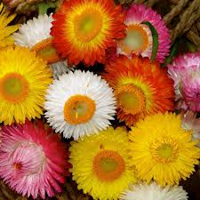 Helichrysum Bracteatum Flower Seeds for Planting – Heirloom, Non-GMO, High Germination Organic Garden Seeds