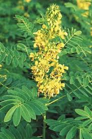 Senna Alata Flower Seeds for Planting – Heirloom, Non-GMO, High Germination Perfect for Borders