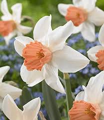 Cream Narcissus Flower Seeds for Planting – Heirloom, Non-GMO, Sun Loving Organic Garden Seeds