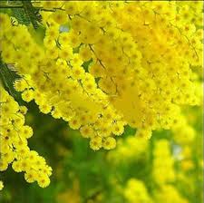 Acacia Baileyana Flower Seeds for Planting – Heirloom, Non-GMO, Bright Blooms High Germination Seeds