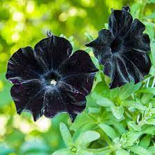 Black Petunia Flower Seeds for Planting – Heirloom, Non-GMO, High Germination Organic Garden Seeds