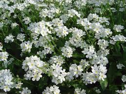 White Myosotis Flower Seeds for Planting – Heirloom, Non-GMO, High Germination Organic Garden Seeds