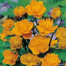 Trollius Flower Seeds for Planting - Heirloom, Non-GMO, High Germination Organic Garden Seeds
