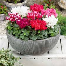 Persicum Cyclamen Seeds – Organic, Heirloom Non-GMO Flower Seeds for Garden Planting